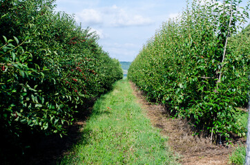 Fototapeta na wymiar The Cherry Orchard. Rows of Cherry Trees in summer.