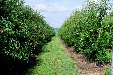 Fototapeta premium The Cherry Orchard. Rows of Cherry Trees in summer.