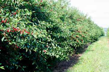 The Cherry Orchard. Rows of Cherry Trees in summer.