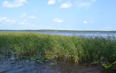 Quiet lake view, blue sky, natural background, wild park with lake in russia, high green grass