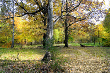 Plakat autumn leaves in the park