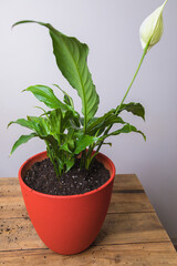 A woman transplants a spathiphyllum flower into a square flower pot.