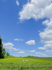 green field and blue sky