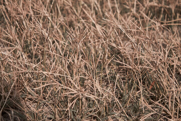 Dry grass, flowers in pastel colors. Boho style
