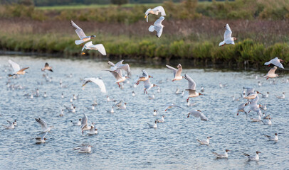 flight of birds over the lake