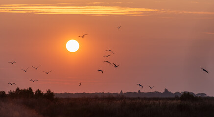 Obraz premium Birds in flight on sunrise