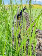 owl in the grass
