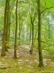 Fototapeta na wymiar footpath in the forest