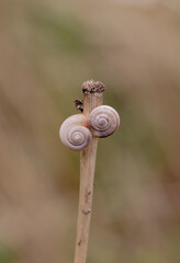 heath snails on top of dry grass brown colours summer