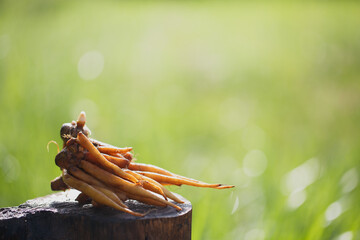 Kaempfer root on nature