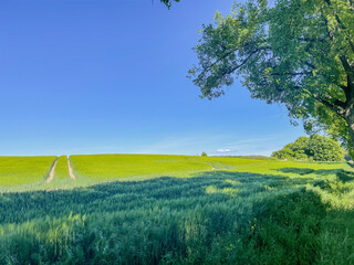 landscape with field and sky