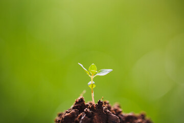 Young plant growing in garden