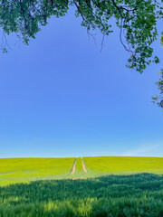 road in landscape with grass and sky