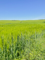 Green grass on blue clear sky, spring nature theme.