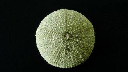 Seeigel, Seeigel-Gehäuse, Nahaufnahme, neutraler Hintergrund