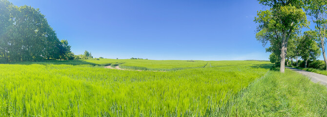 field and sky. Classic rural landscape. Panorama