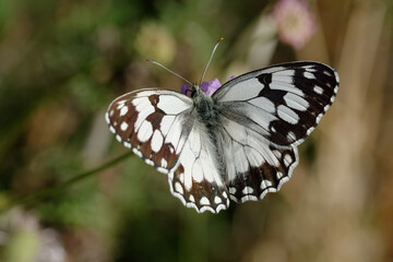 Iberian marbled white (Melanargia lachesis) on a flower