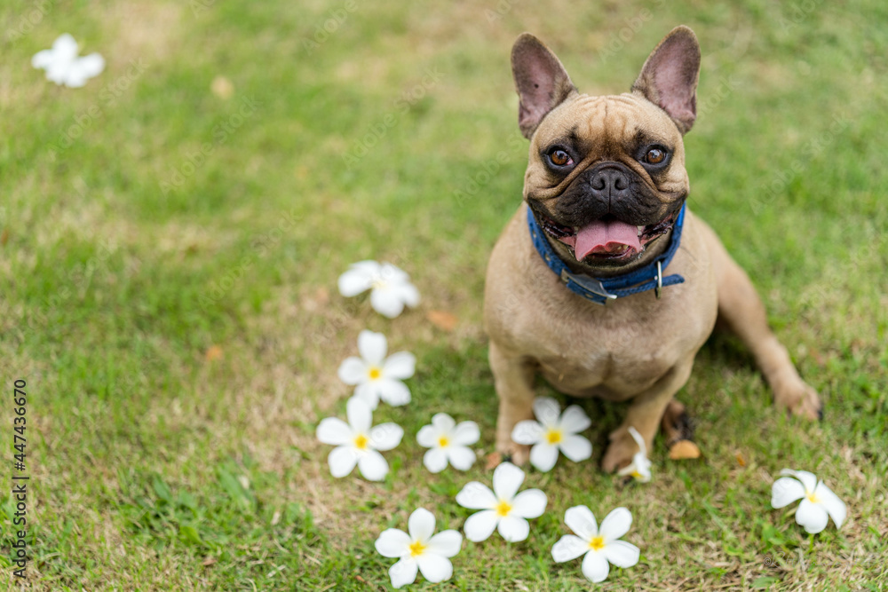 Poster Sallow focus of a cute French Bulldog sticking his tongue out laying on the grass with white flowers