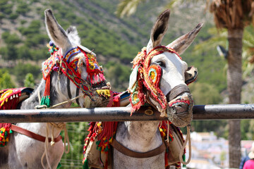 horse in national costume