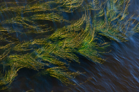 Bright river green yellow algae close up in blue water in the river