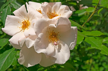 Obraz premium Bright beautiful white roses close-up on a background of green leaves in a flower garden