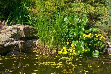Beautiful pond with stones, yellow flowers, green herbs and various ornamental plants