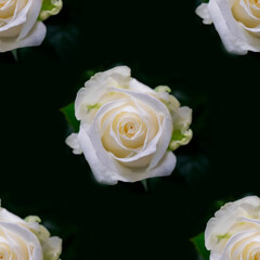 Beautiful white rose flowers. Blooming roses seamless pattern. Floral natural background.