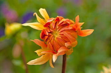 Fototapeta premium Bright beautiful bud of orange dahlias close-up on a background of green leaves in a flower garden