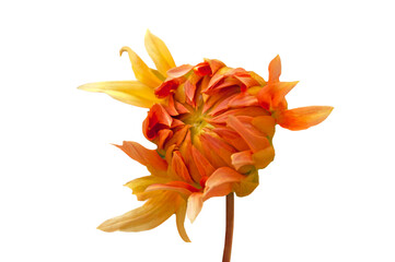 Fototapeta na wymiar Bright beautiful bud of orange dahlias close up on white isolated background