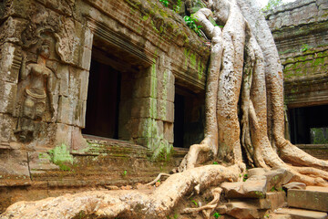 View of huge tree root in Ta Prohm temple, Angkor, Siem Reap, Cambodia