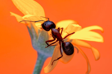 Beautiful Strong jaws of red ant close-up
