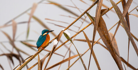 Obraz premium kingfisher in winter