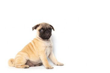 pug puppy isolated on white background. funny pets concept with copy space.