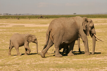 Famille Eléphants éléphanteaux Loxodonta africana au Kenya