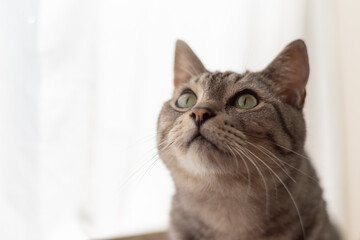 見つめる猫　サバトラ猫