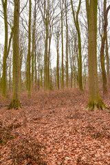 European forest in winter with bare trees and fallen leaves,