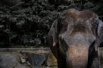 Portrait of Thai Elephant with copy space. Dark tone