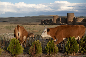cows roam in nature. in the background ANI old city in kars, turkey.