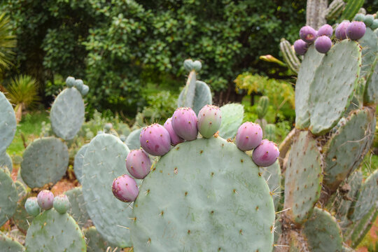 Prickly pear cactus in a botanical garden