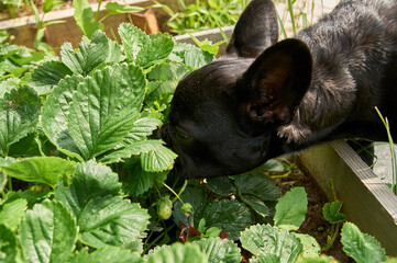 French bulldog is resting in nature. dog in nature on the background of grass looking for freshly grown strawberries in the garden