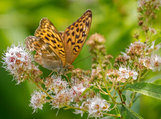 Butterfly Argynnis paphia yellow color.
 This is a day butterfly from the family of nymphalids, named after the ancient Greek goddess Aphrodite, who also bore the name Paphia because of the eponymous 