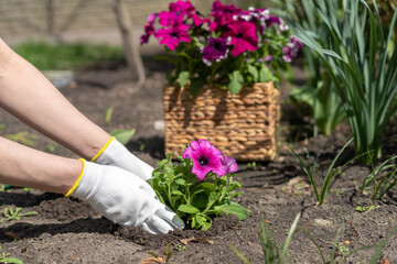 Gardener planting petunia flower seedling in her garden - obrazy, fototapety, plakaty