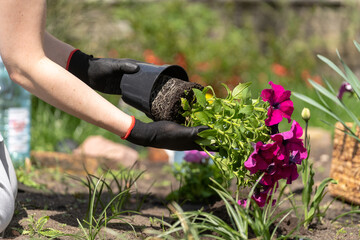 Woman holding Petunia flowers by roots in garden