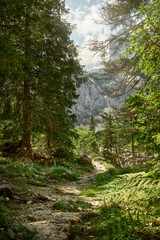 Fototapeta na wymiar idyllic, romantic footpath in the Höllental of the bavarian Alps at noon with cool shade in the midday scorching sun, distant mighty limestone walls in the background