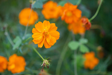 Close-up orange cosmos flowers in garden