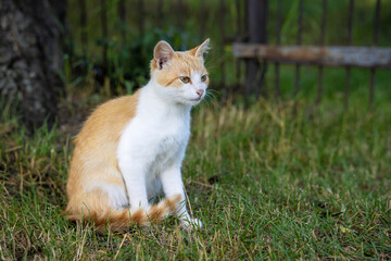 White and red homeless cat sits on the grass in the backyard