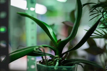 Pots with plants in biology experiment laboratory, scientific research place. Green botany material for food engineering technology and pharmaceutical expertise