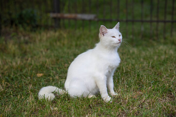 White fluffy cat sits on the grass in the backyard