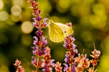 Large white Butterfly, Cabbage White, Pieris rapae, nectaring on blooming salvia - sage flowers....