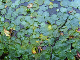 a plant in a pond